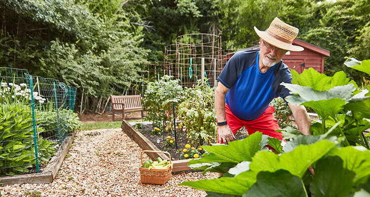 Senior man gardening and harvesting vegetables.