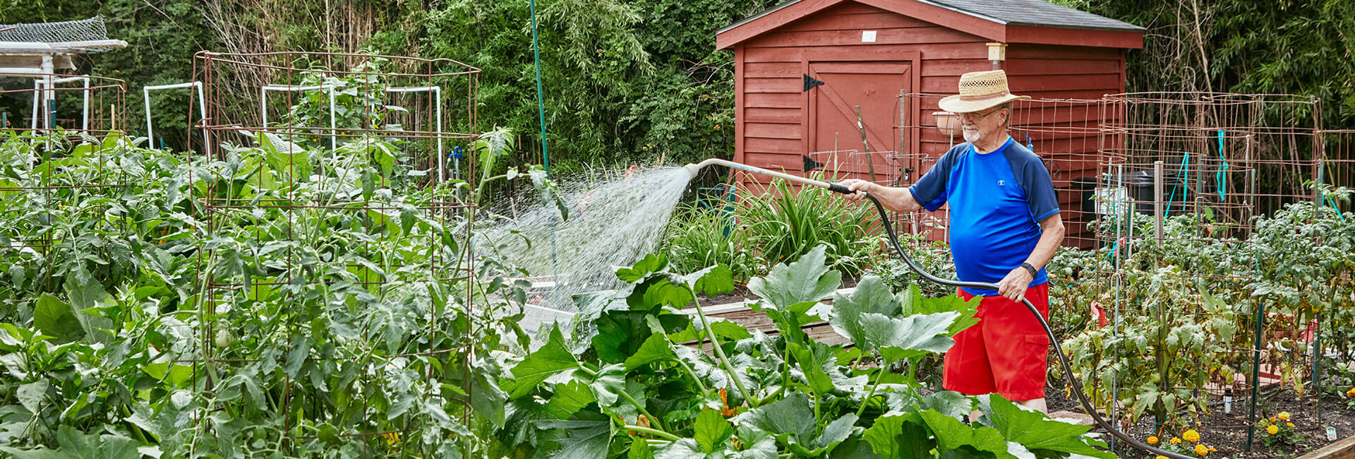 Senior man with straw hat watering a lush vegetable garden at Caryle Place.